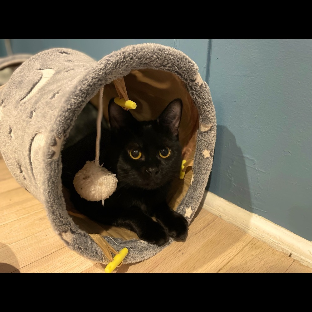 Meet your Posher, Sarah and Binxy